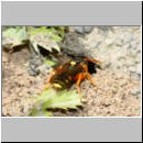 Nomada fucata - Wespenbiene w07a 7mm am Nest von Andrena flavipes - OS-Hasbergen-Lehmhuegel.jpg